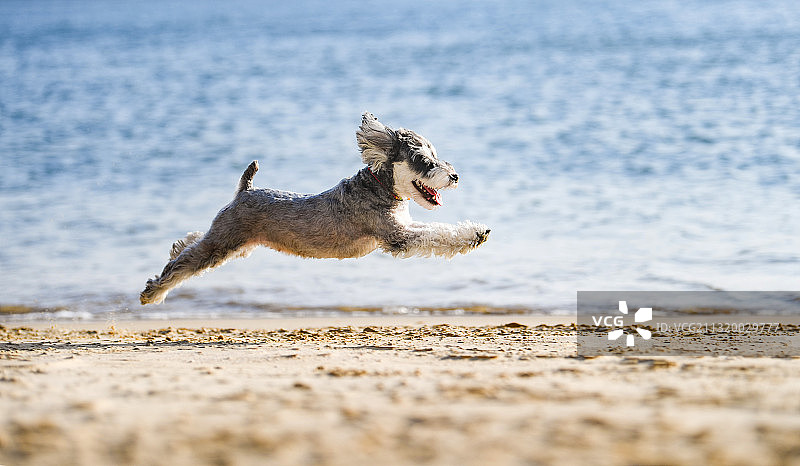 奔跑的的雪纳瑞犬图片素材