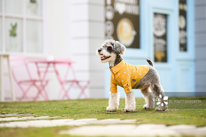 穿衣服的的雪纳瑞犬图片素材