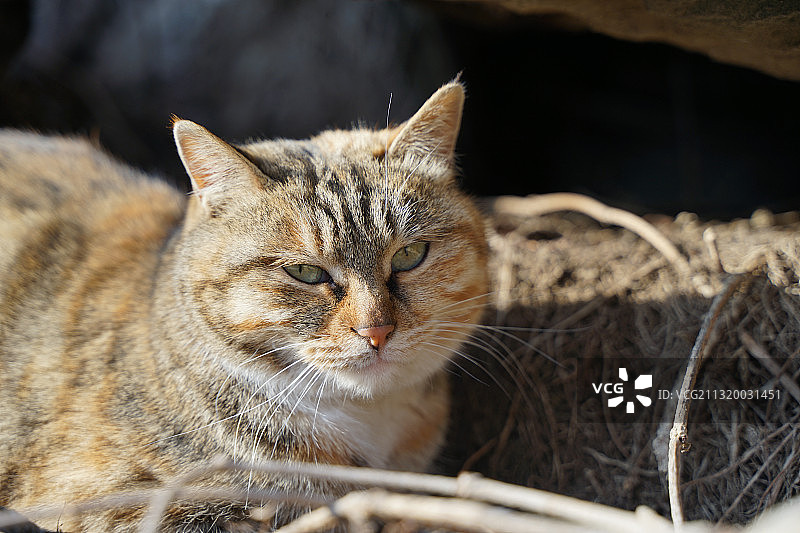 山林中的狸花猫野猫图片素材