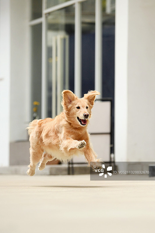 奔跑的金毛寻回犬图片素材
