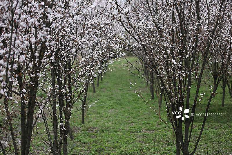 紫叶李图片素材