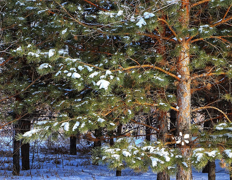 初春松林雪图片素材