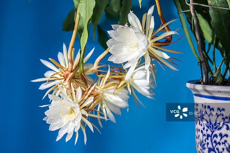 昙花一现图片素材