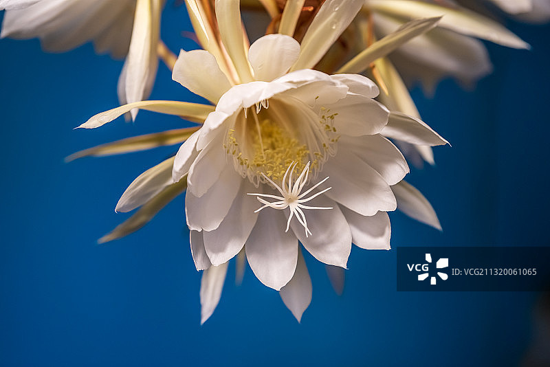 昙花一现图片素材