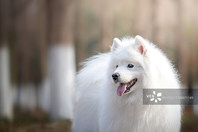 成年萨摩耶半身照图片素材