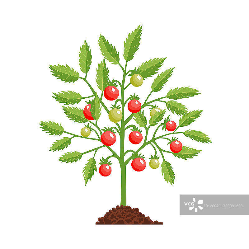 番茄生长阶段的红色番茄结果植物图片素材