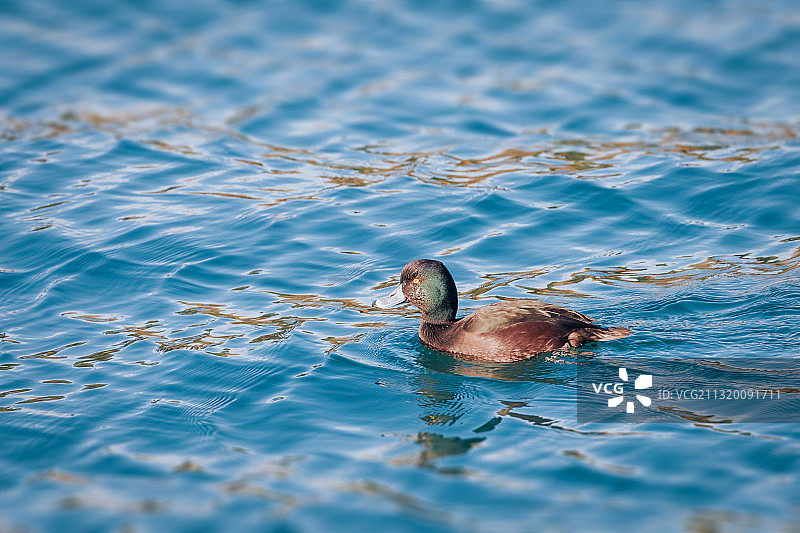 新西兰潜鸭----波光鳞影伴我行图片素材