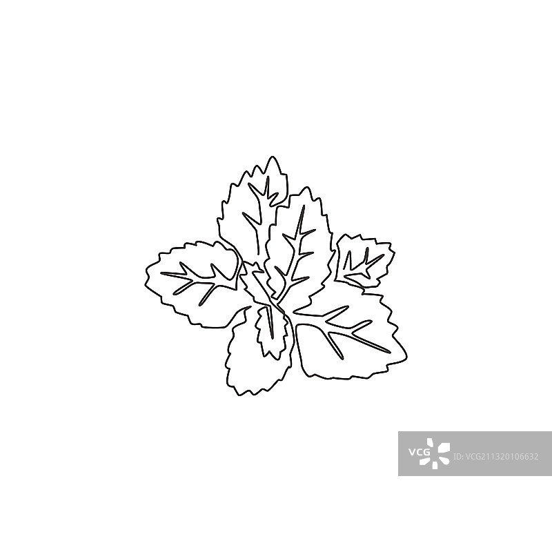单线绘画：健康有机薄荷图片素材