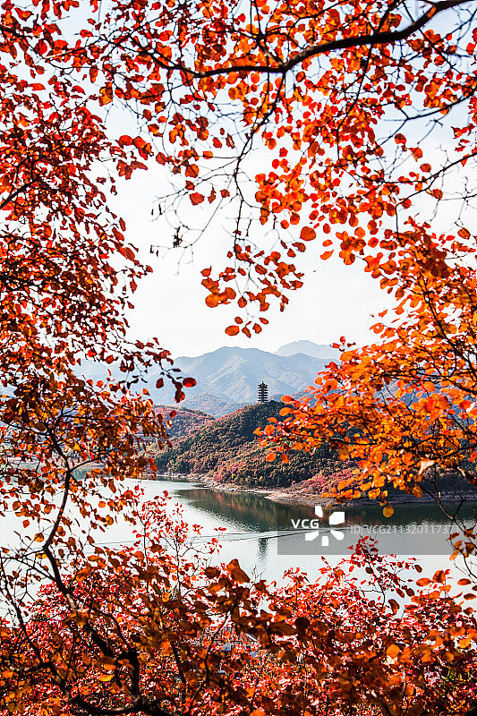 秋天的金海图片素材