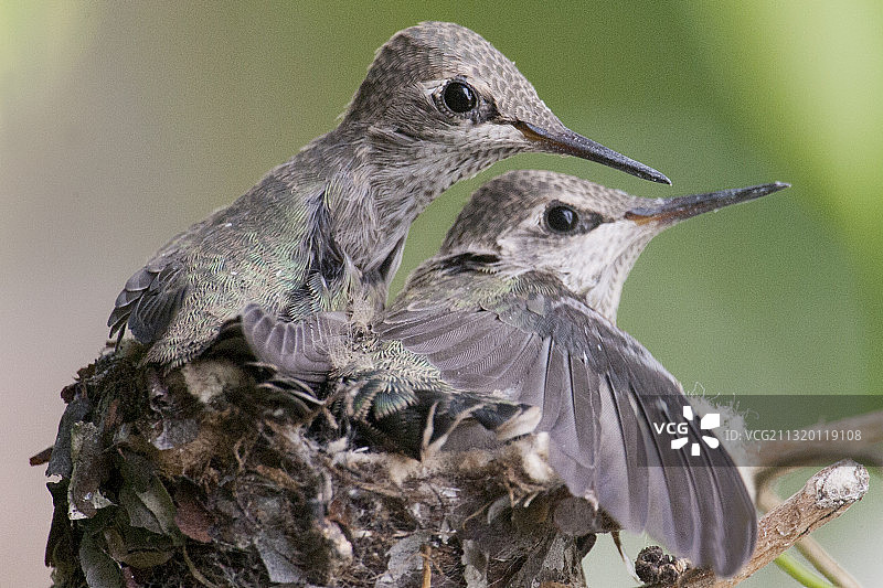 蜂鸟雏鸟准备离巢图片素材