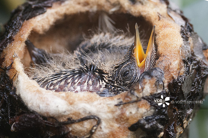 巢中的安娜蜂鸟幼鸟图片素材