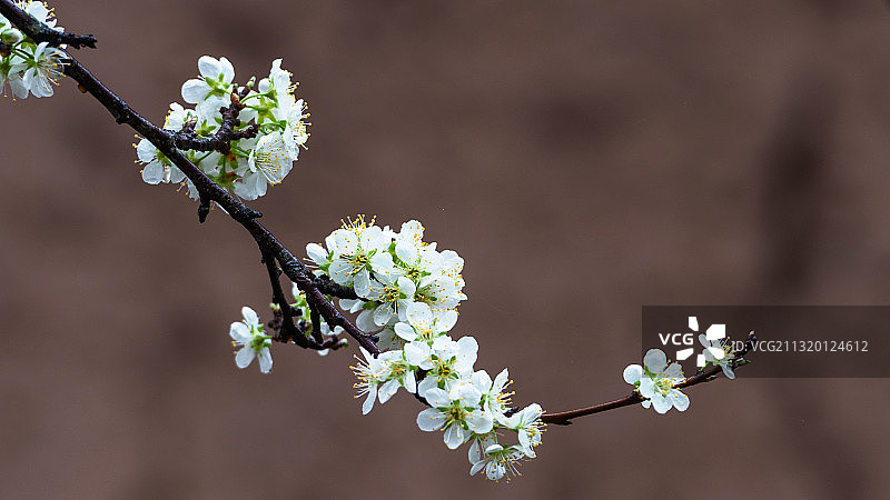 梨花一枝春带雨图片素材
