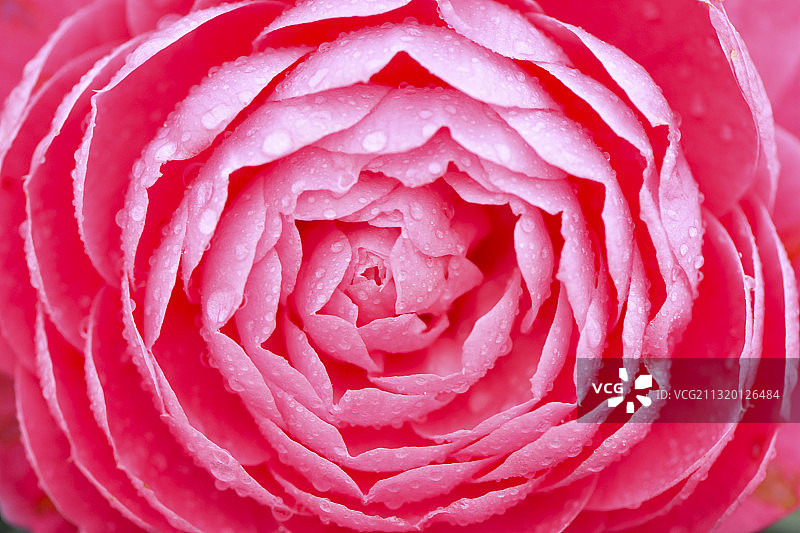 贵州遵义市新蒲新区贵州农博园茶花盛开图片素材