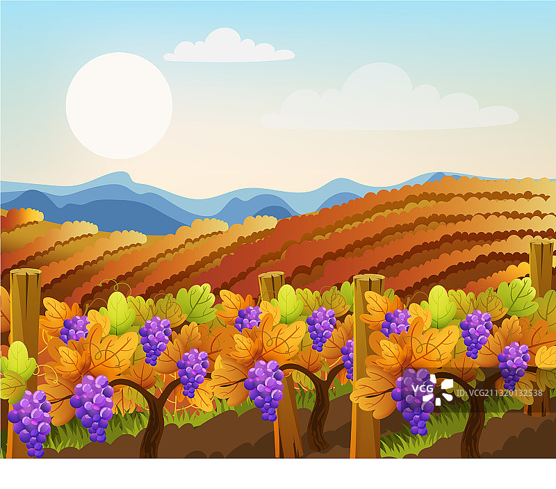 空旷和种满葡萄树的风景图片素材