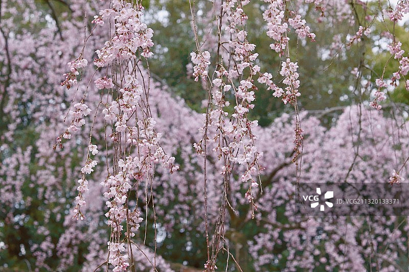 春·樱花图片素材