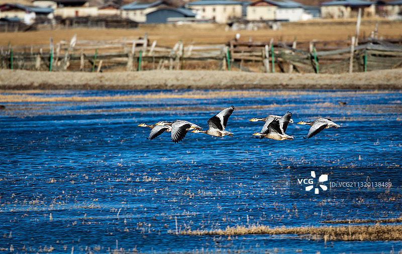 飞行的斑头雁图片素材