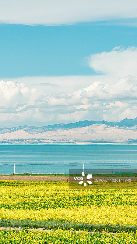 油菜花图片素材