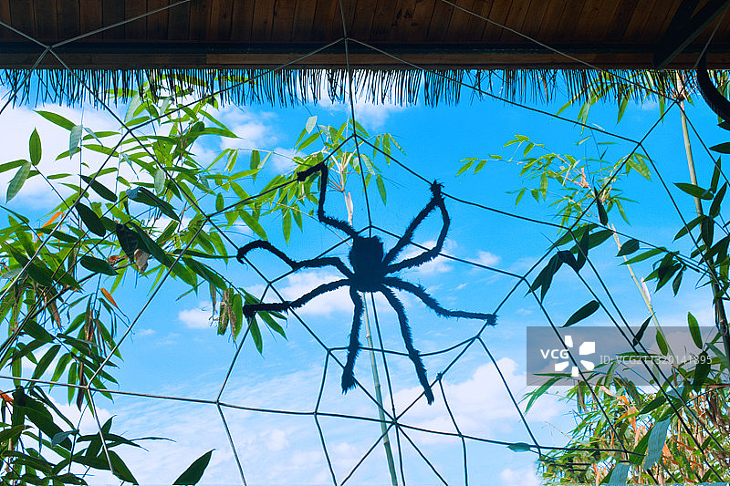 蜘蛛作画——槟榔谷景区一隅图片素材