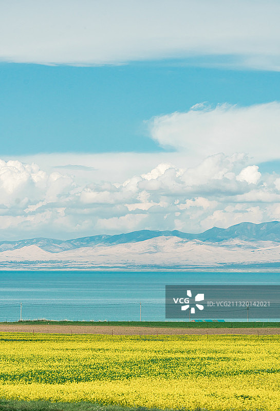 油菜花图片素材
