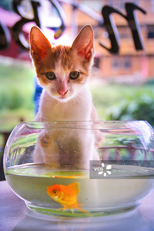 看什么看，没见过偷鱼的喵图片素材