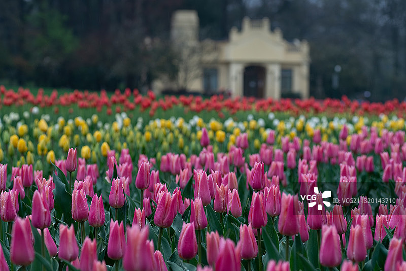 浙江杭州西湖春天自然花雨天图片素材