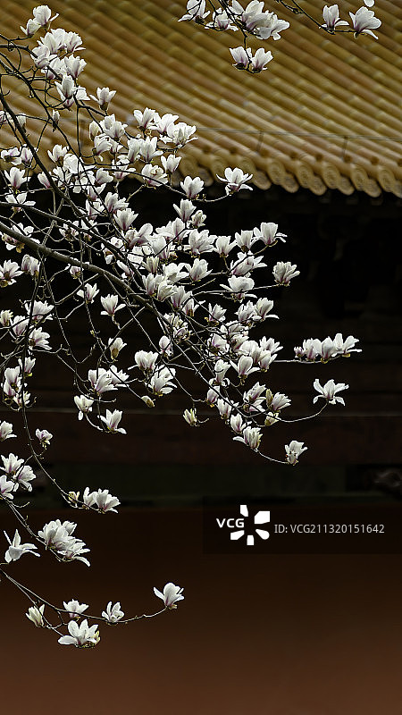 南京 朝天宫图片素材