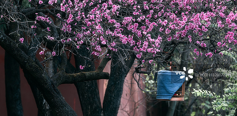桃花桃之夭夭   中国历史文化名城巍山古城的春天图片素材