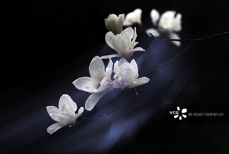 盛开的玉兰花图片素材