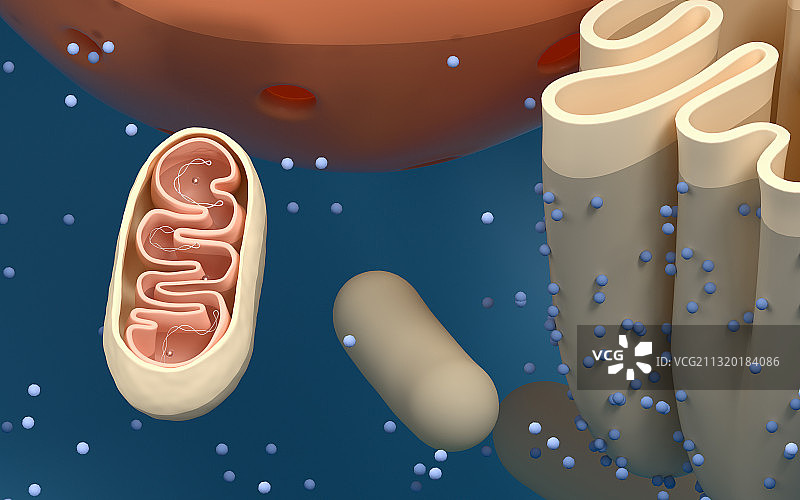 细胞结构图解 3D渲染图片素材