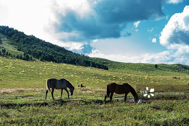 碧草蓝天图片素材