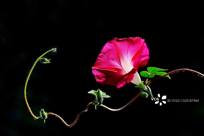 牵牛花图片素材