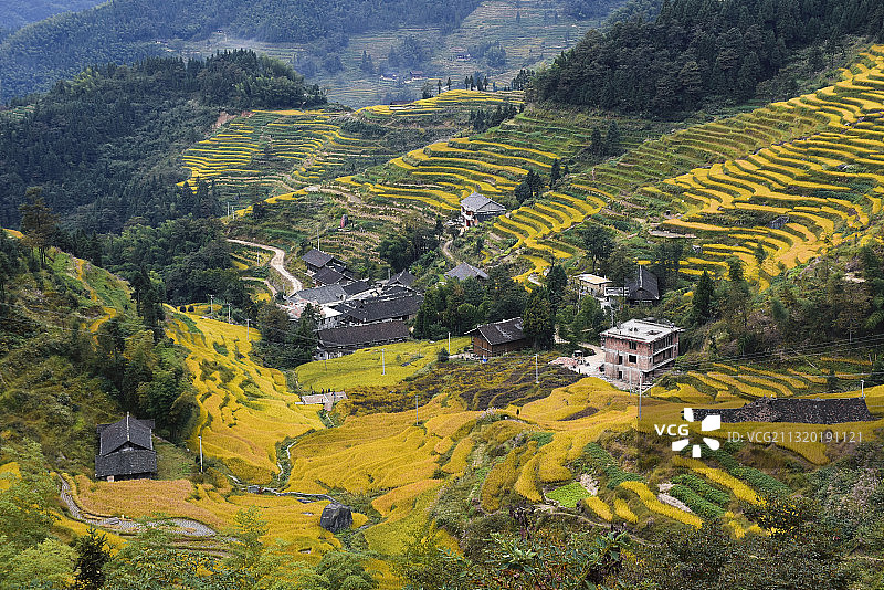 紫鹊界梯田图片素材