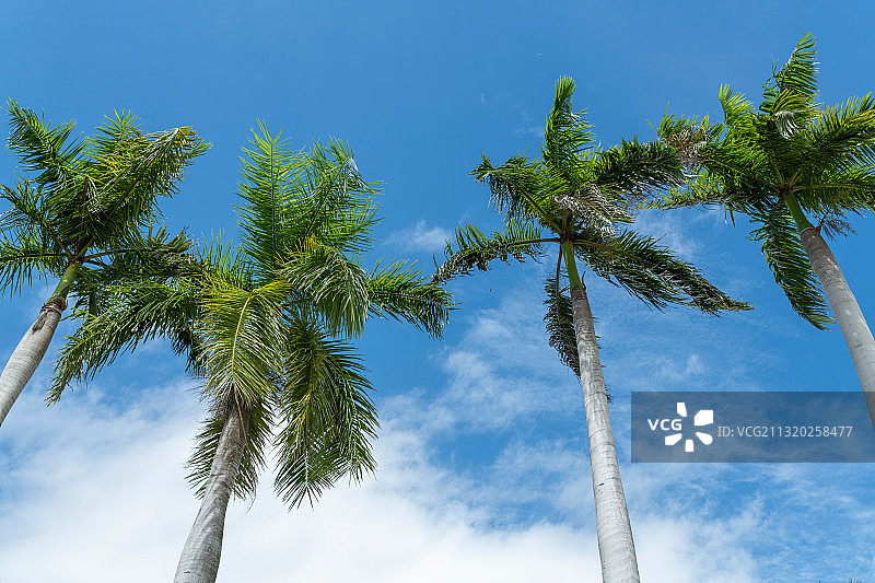 三亚椰树图片素材
