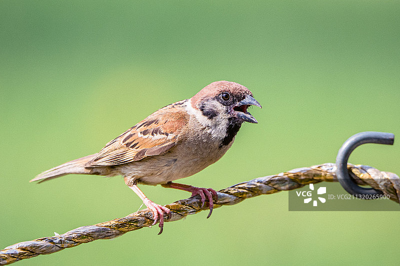 麻雀 sparrow图片素材