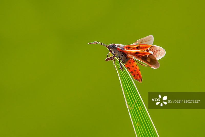 蝽虫图片素材