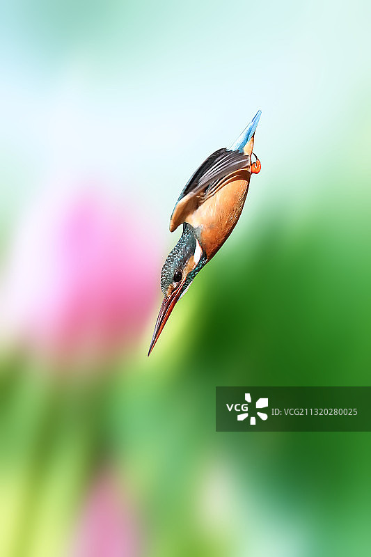 【奔鱼而去】图片素材