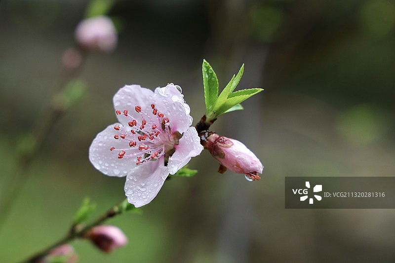 春雨润桃花图片素材
