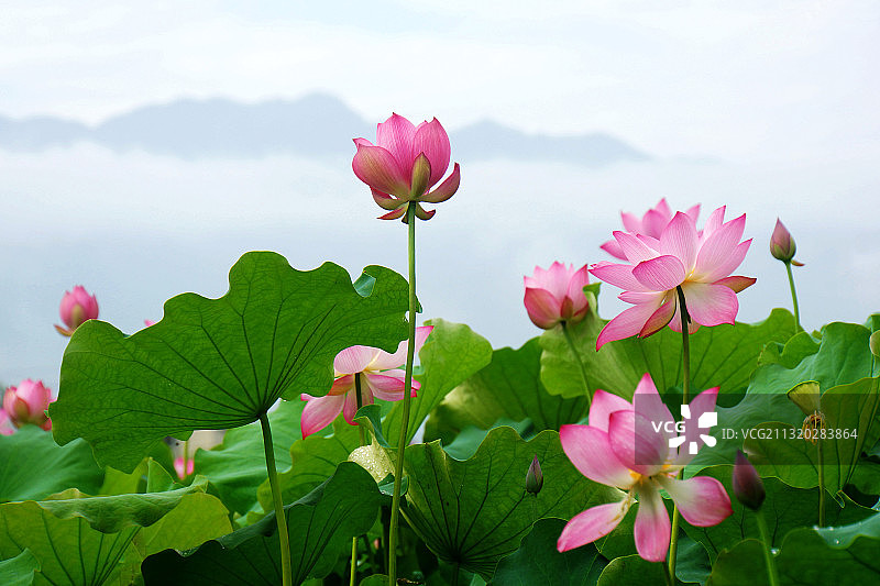 白莲仙池图片素材