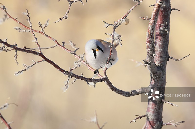 文须雀图片素材