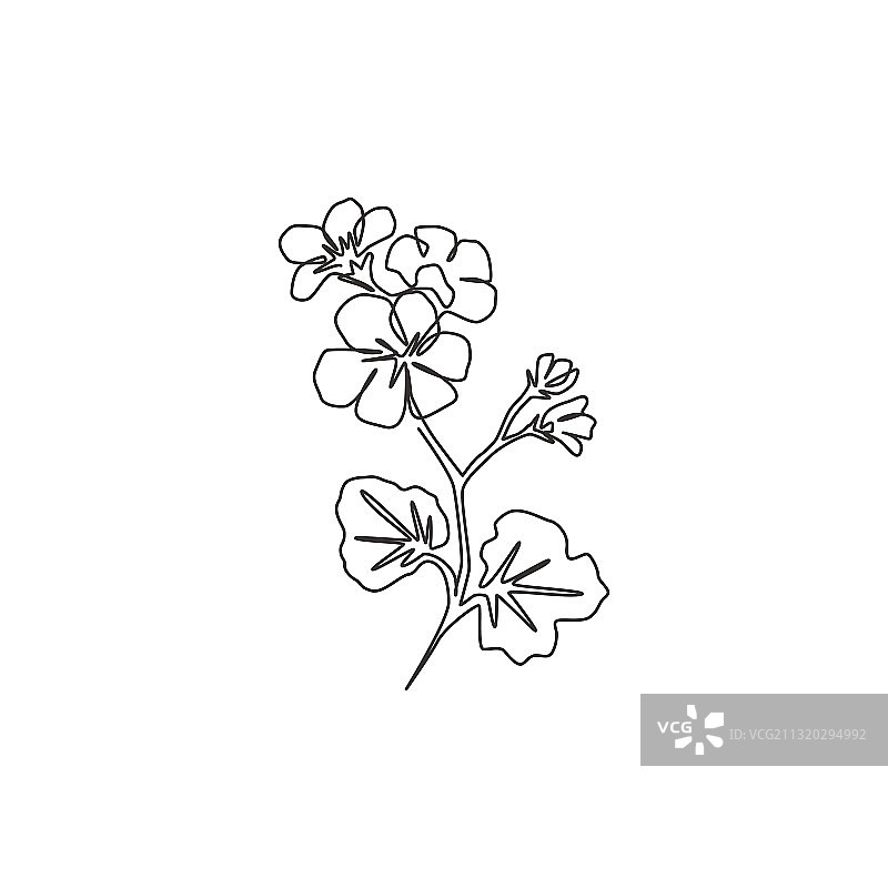 一笔画的鲜天竺葵图片素材