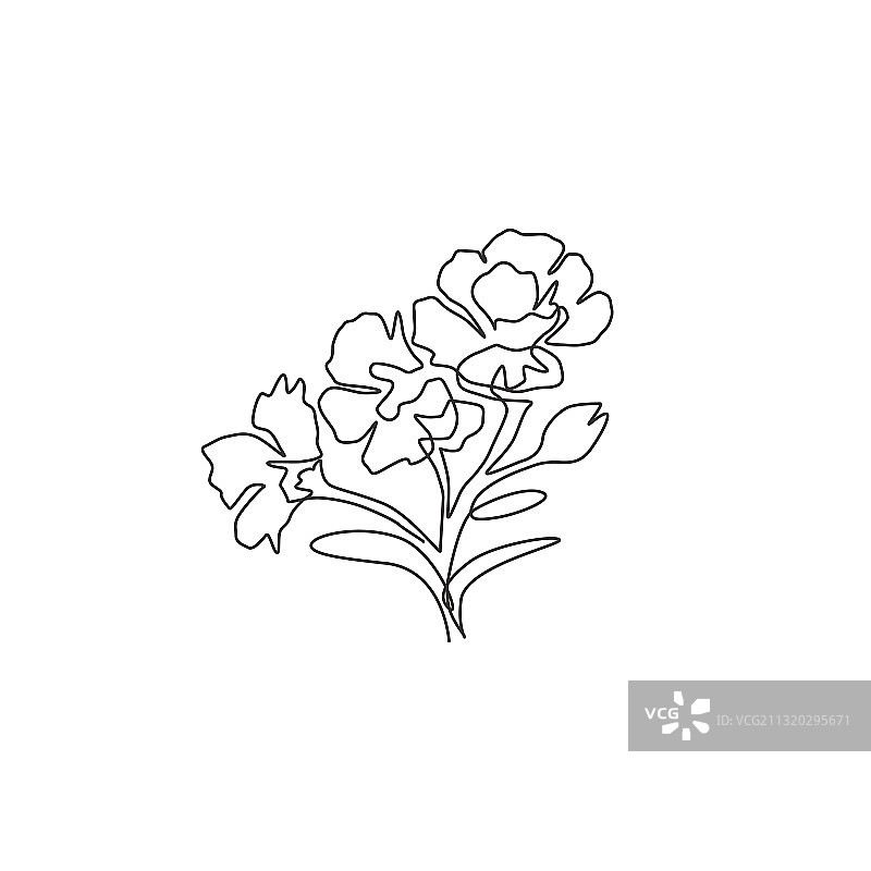 美女与清新石竹花一笔画图片素材