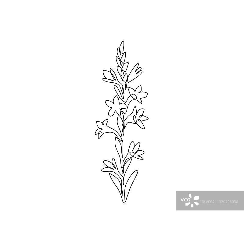 美丽的新鲜龙舌兰单线连续绘图图片素材