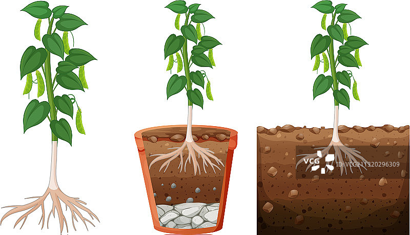 豌豆荚植物套装图片素材
