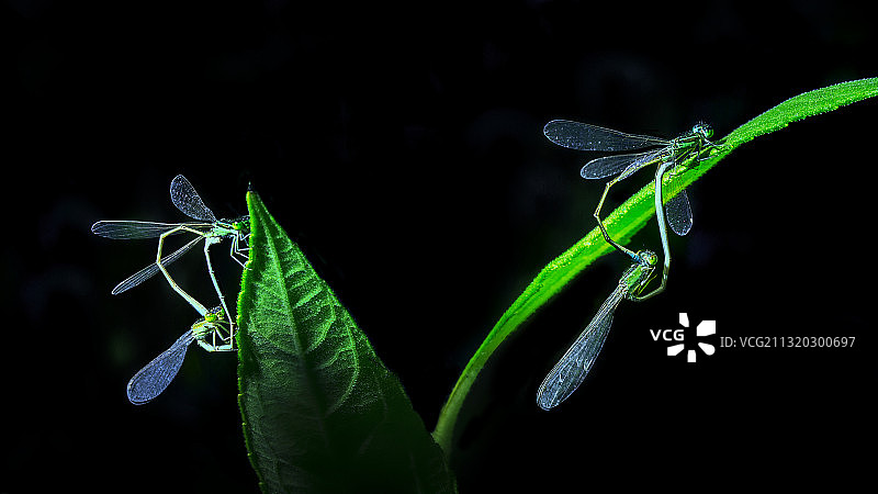 两对交配中的豆娘图片素材