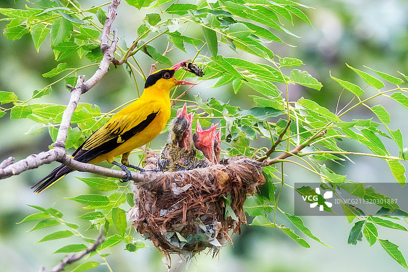 漂亮的黄鹂鸟儿正在育雏图片素材