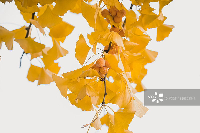 银杏叶图片素材