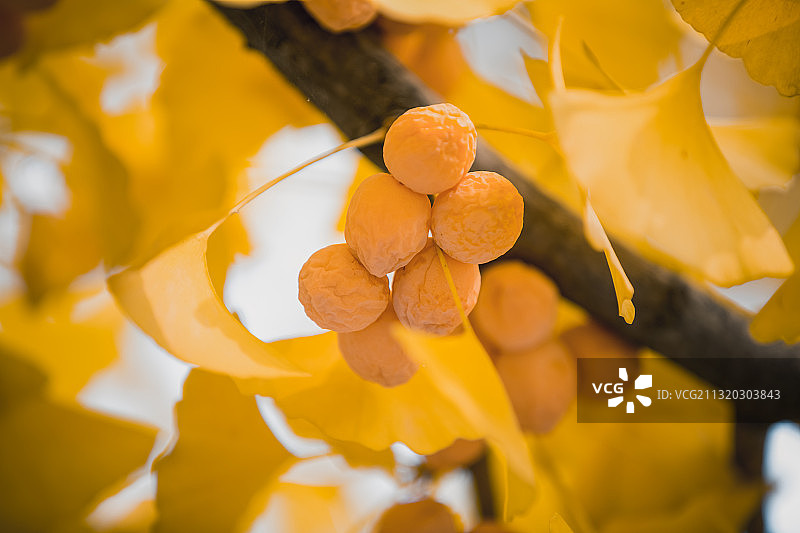 银杏叶图片素材