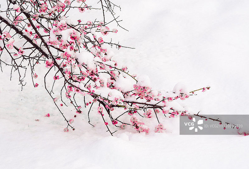 雪中梅花图片素材