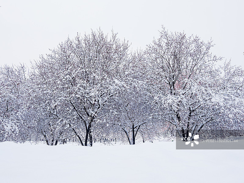雪中红梅图片素材