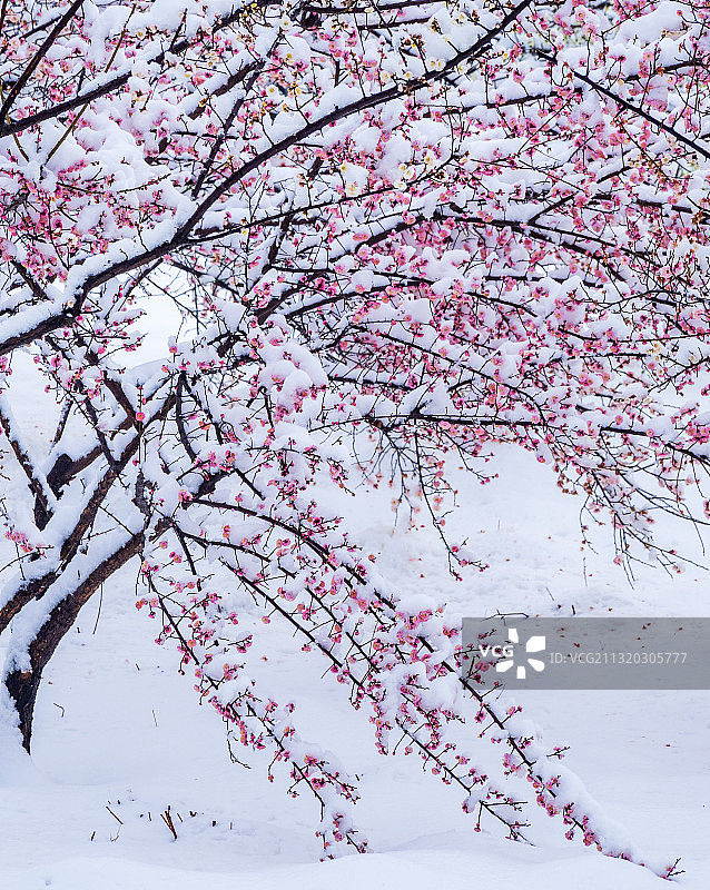 雪中红梅图片素材